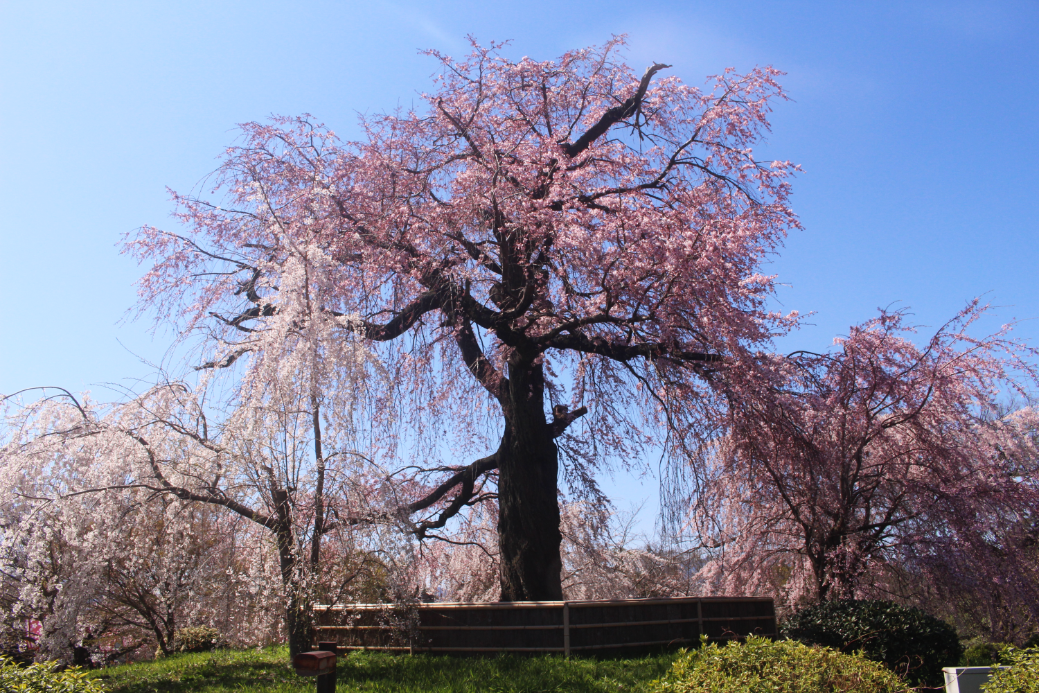 祇園しだれ桜