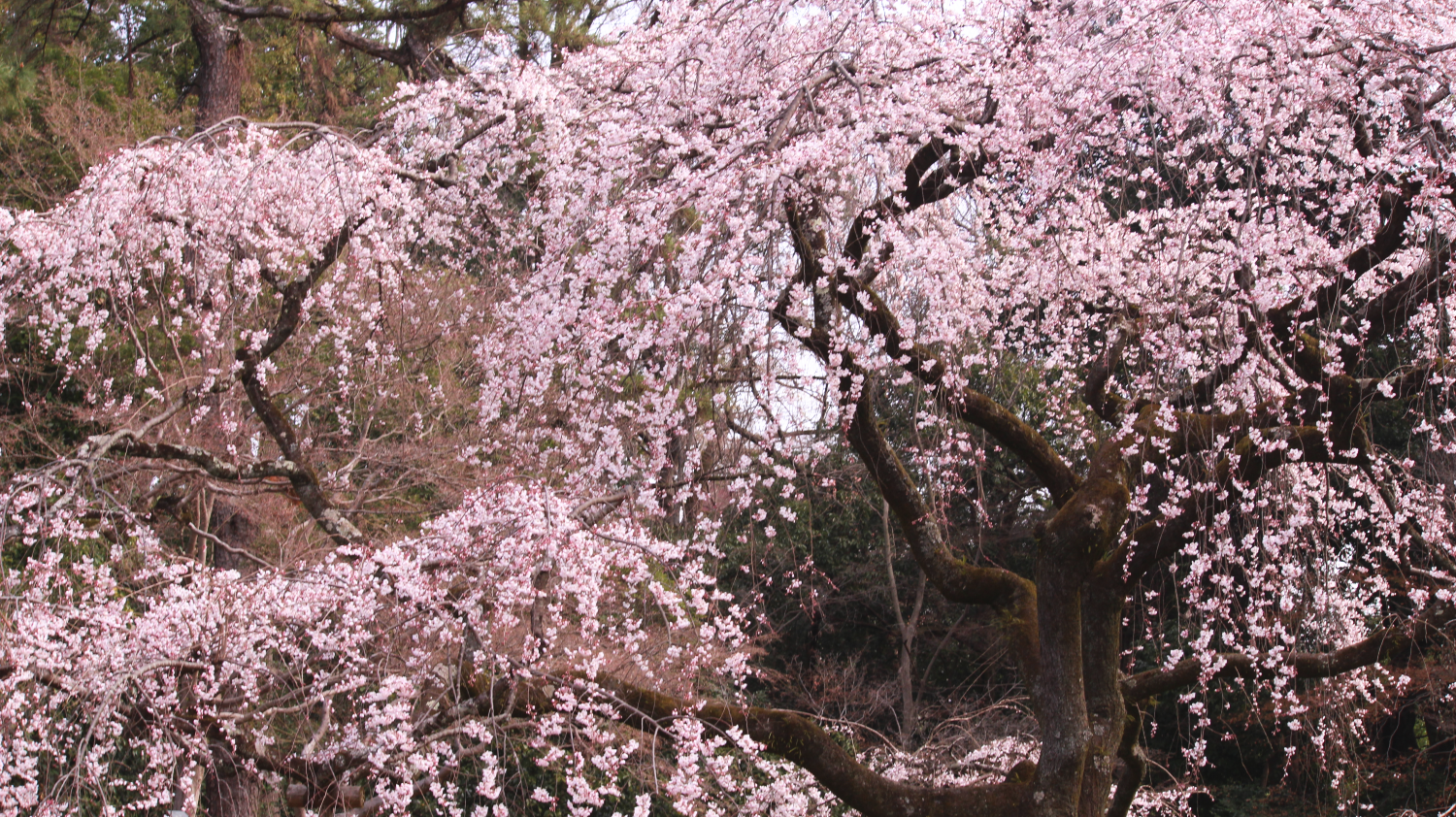 近衛邸跡の桜